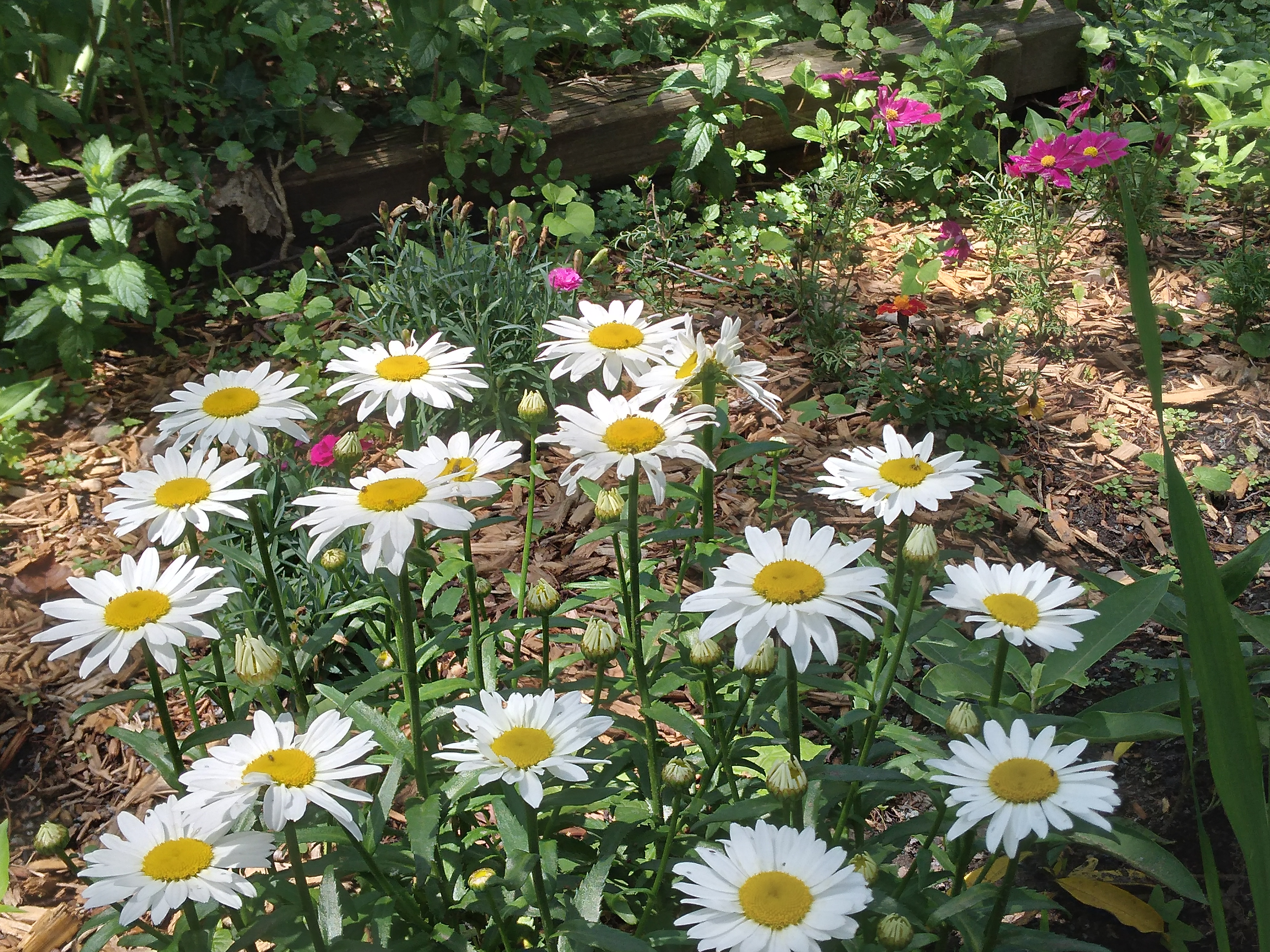 Daisies