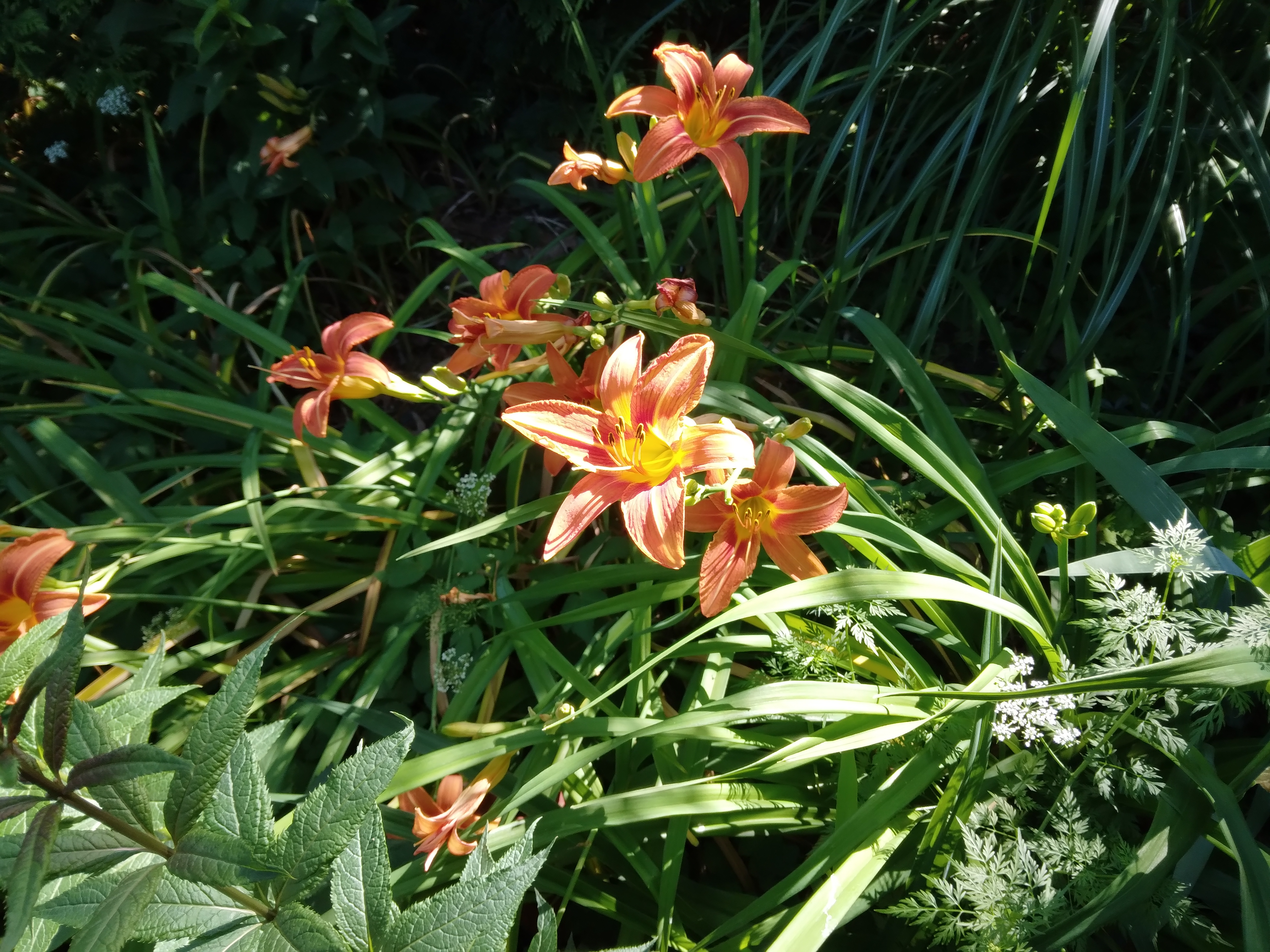 Daylilies