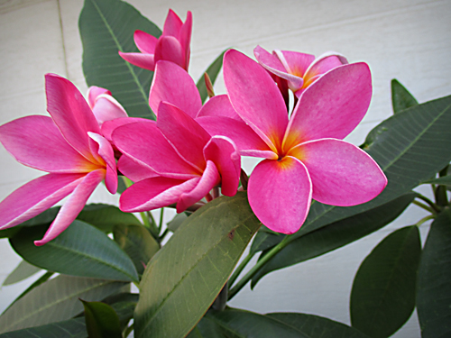 Plumeria