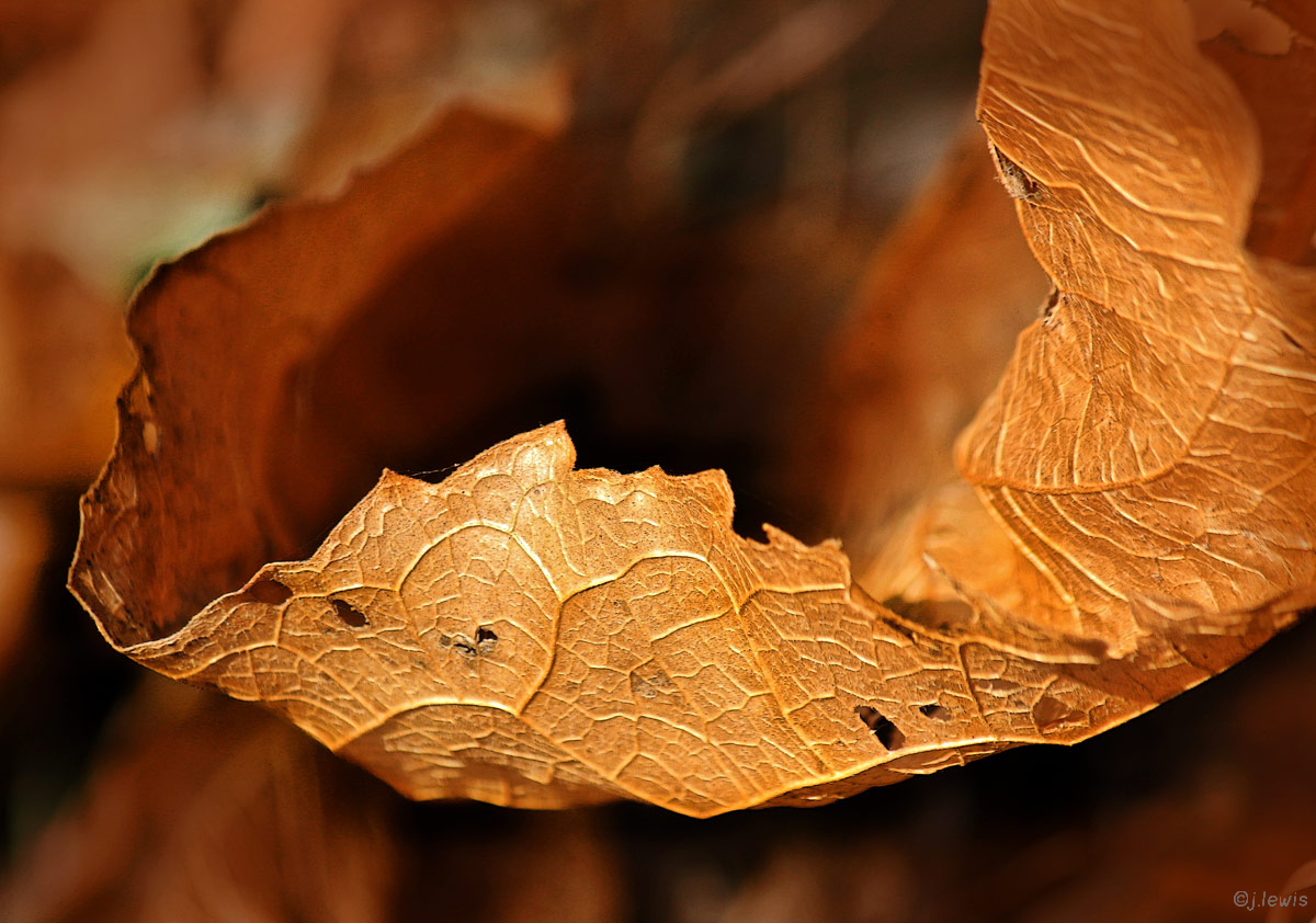 Autumn Gold